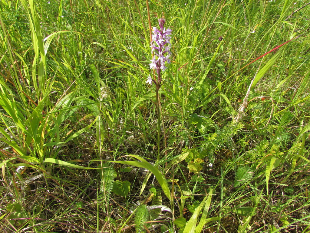 FuchsKnabenkraut1