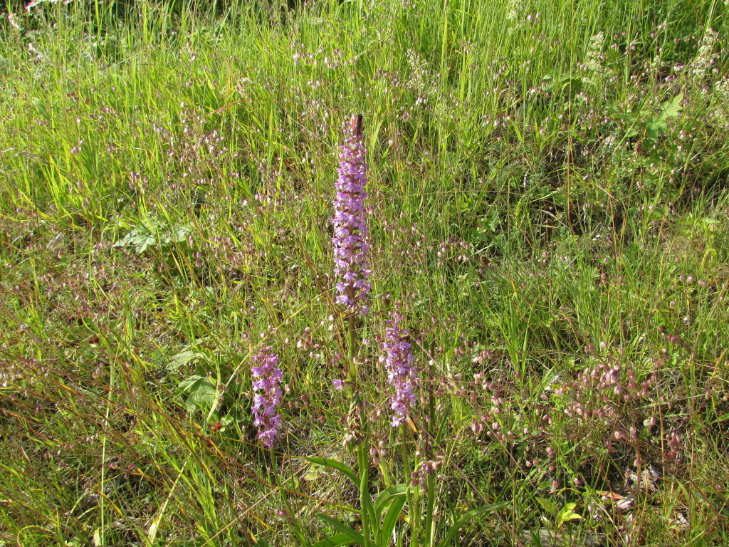 Händelwurz