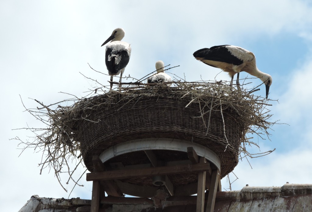 Storch2