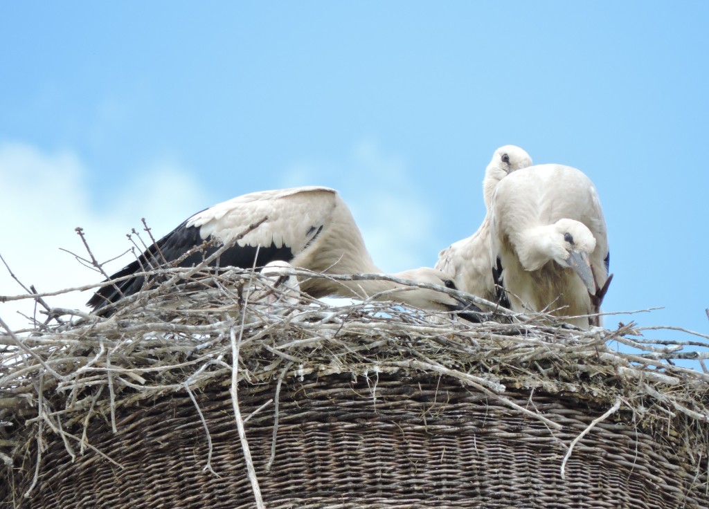 Storch3