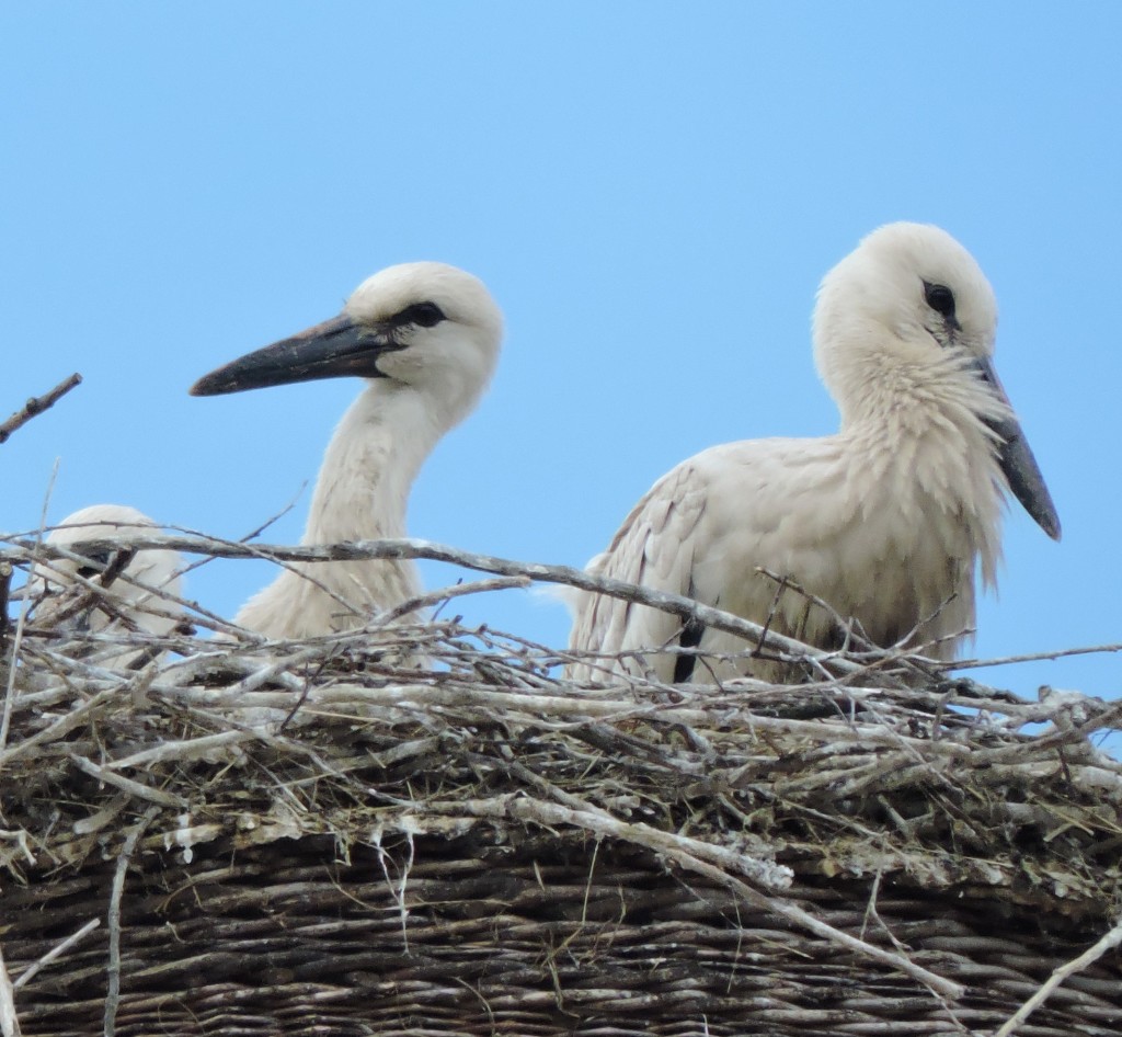 Storch4