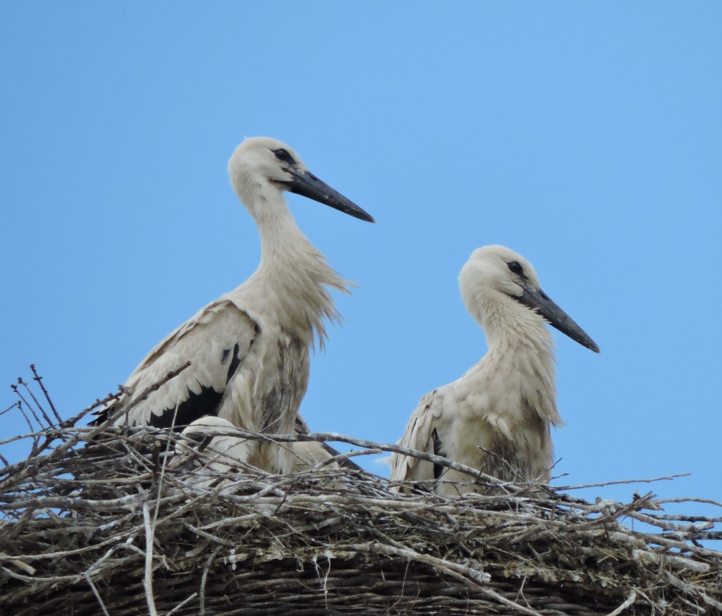 Storch5