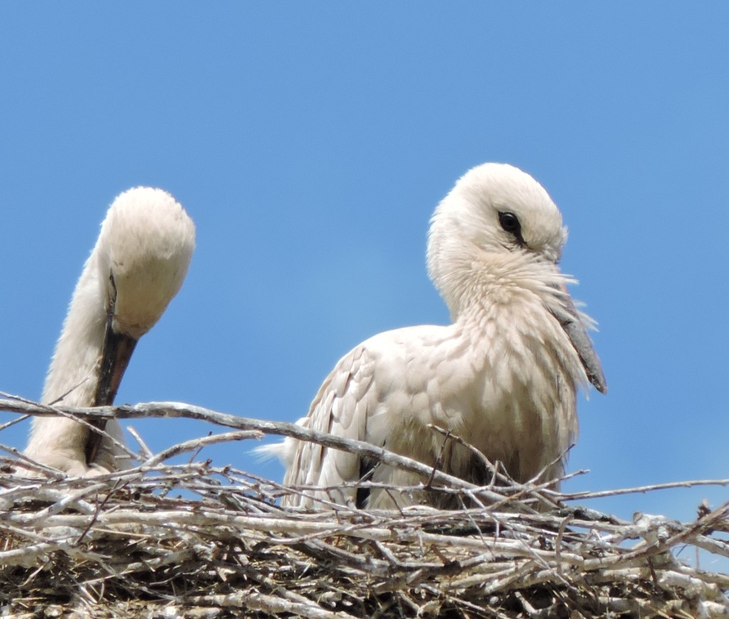 Storch6