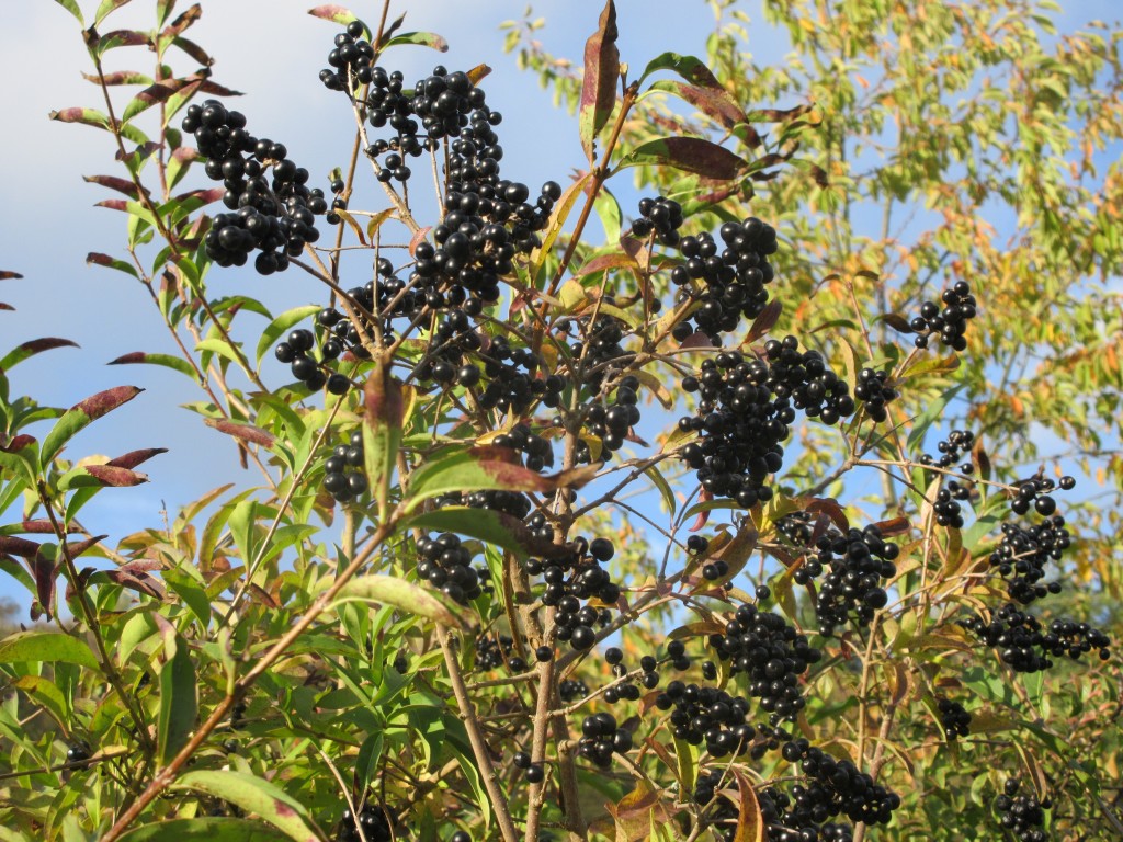 HerbstBeeren1