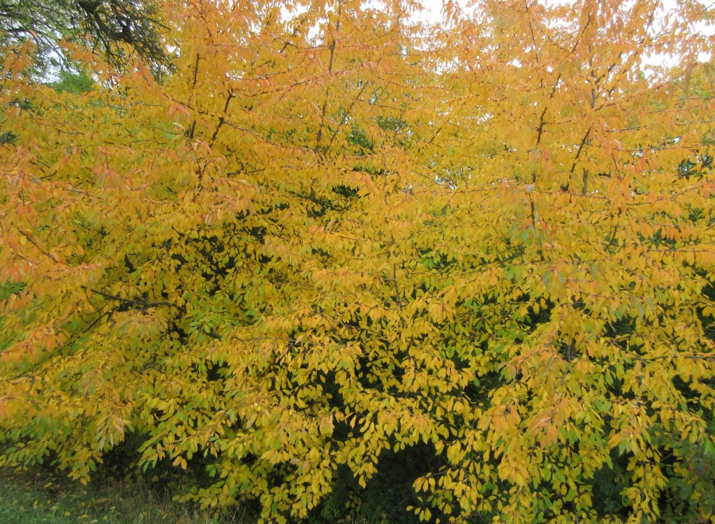 Herbstlaub1