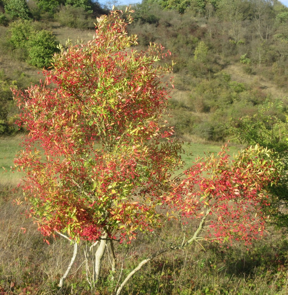 Herbstlaub2
