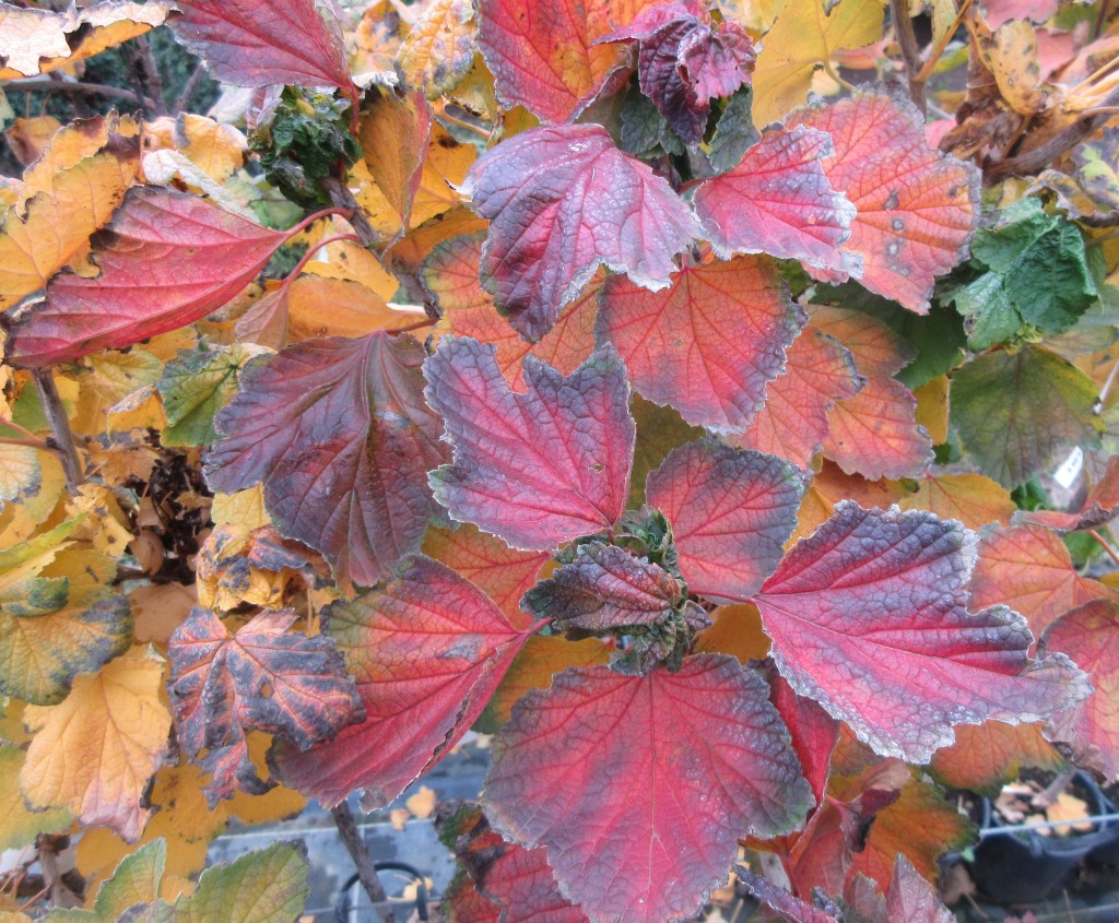 Herbstlaub3