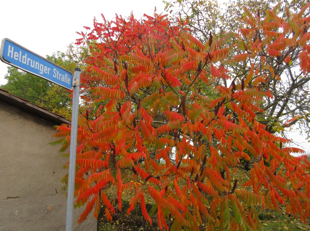 OldHerbst161