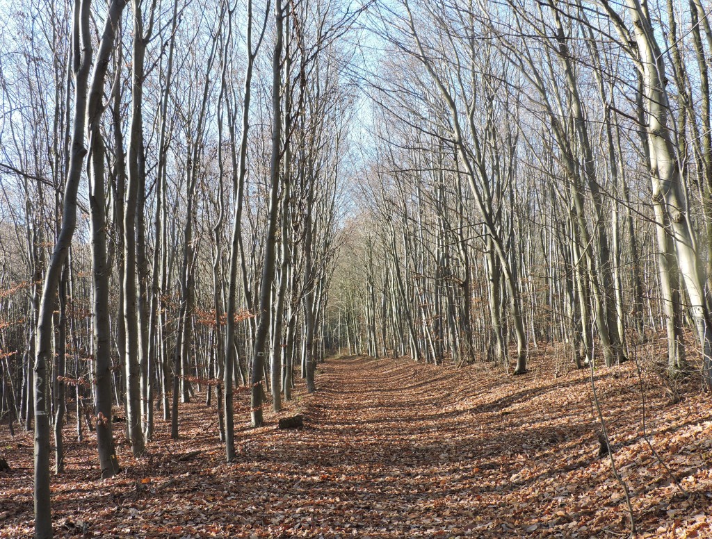 OldHerbst164