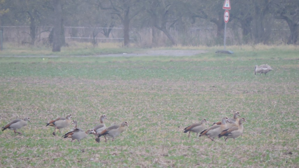 OldNilgänse161