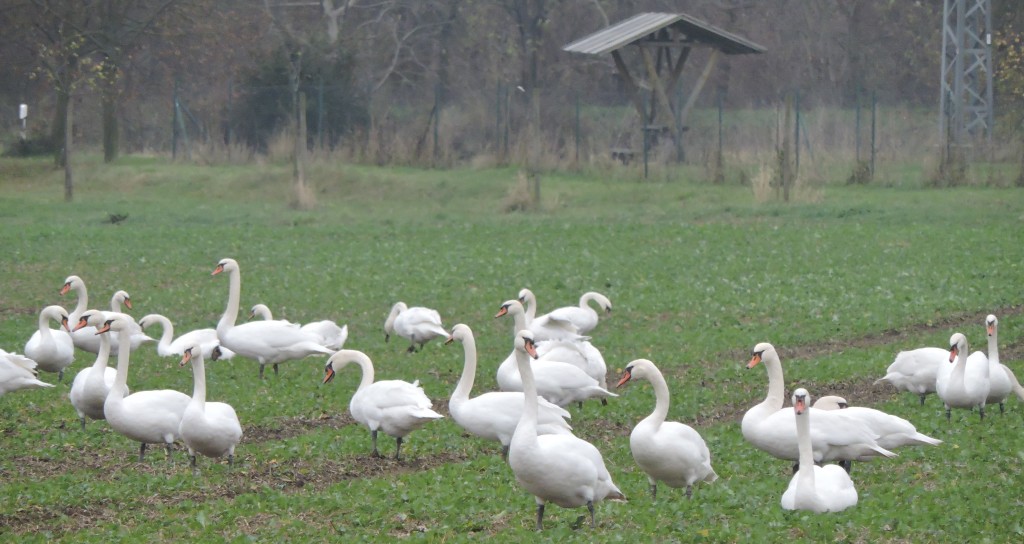 OldSchwäne161
