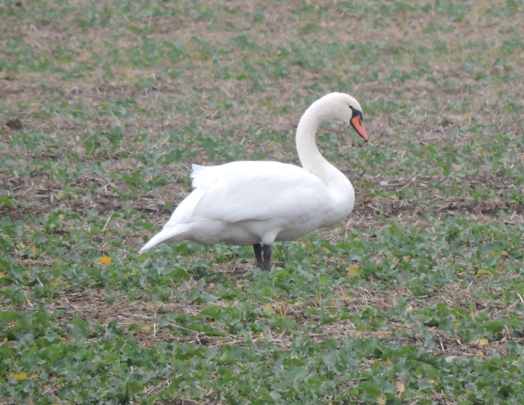 OldSchwäne164