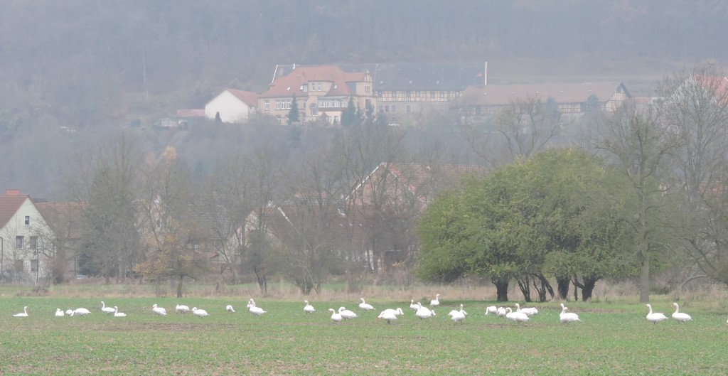 OldSchwäne168