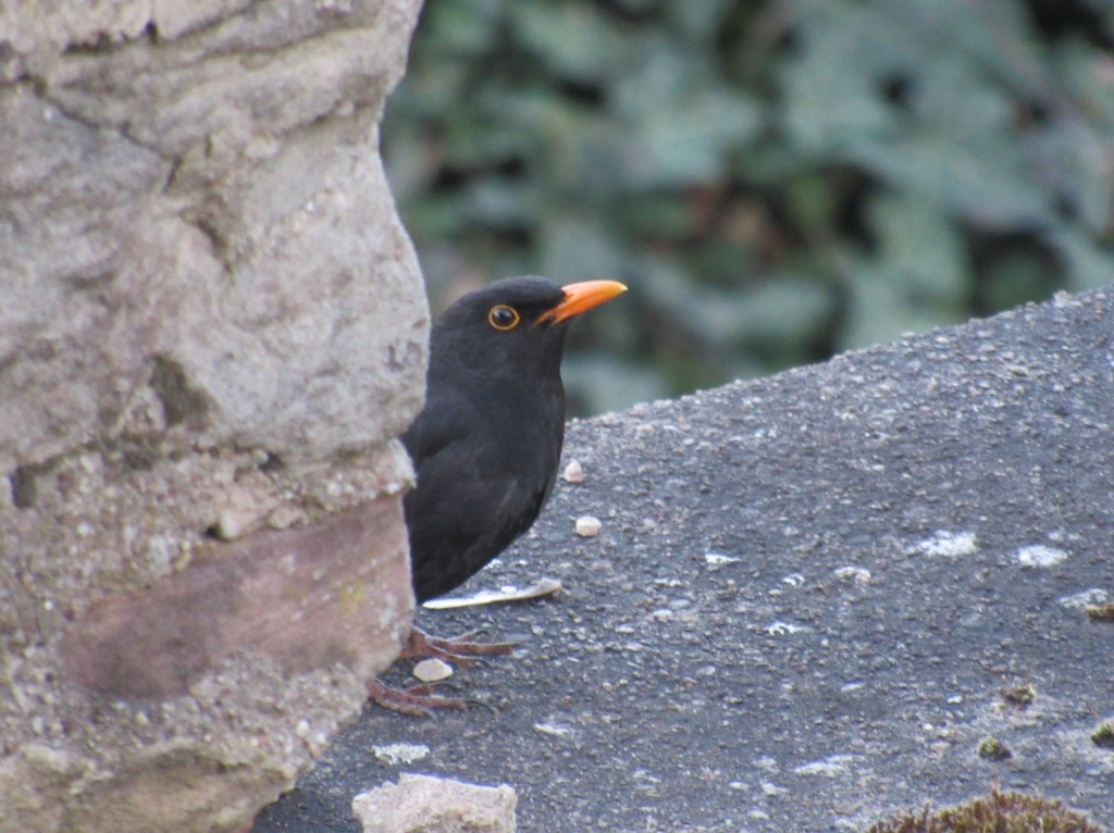 Amsel1