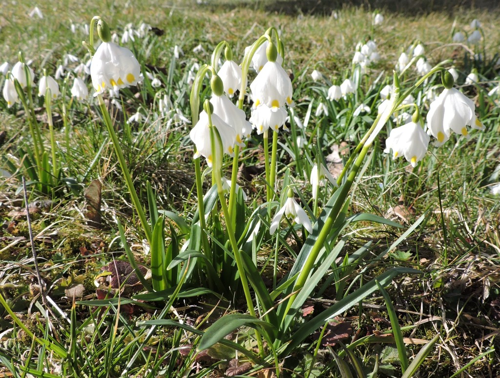 Frühlingsblumen2