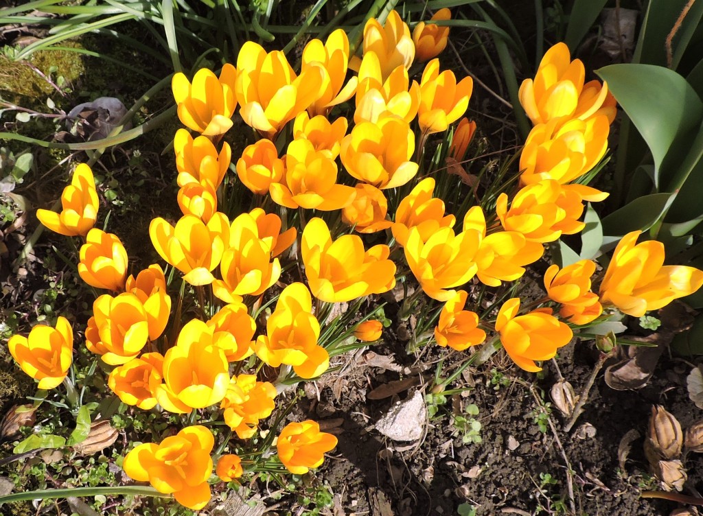Frühlingsblumen3