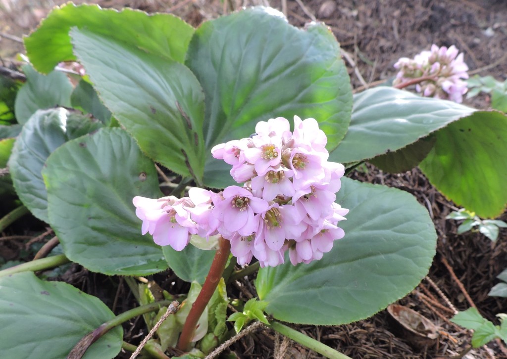 Frühlingsblumen4