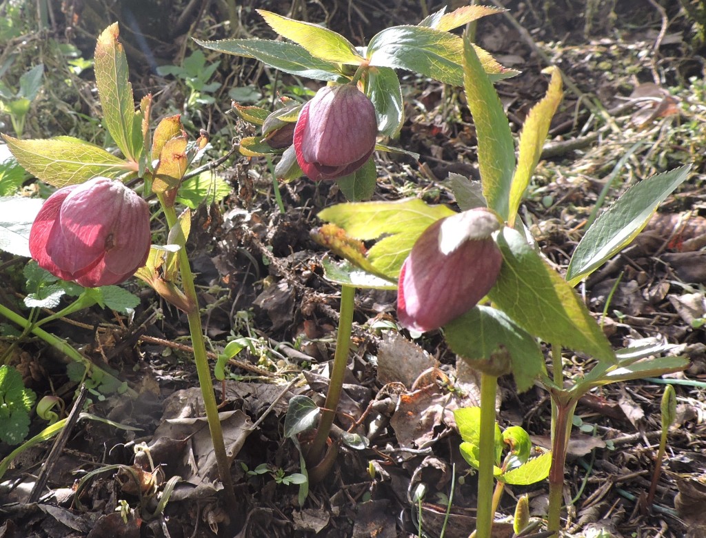 Frühlingsblumen5