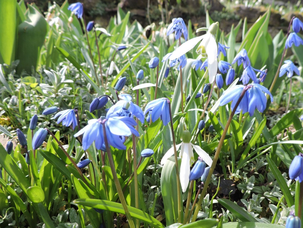 Frühlingsblumen6