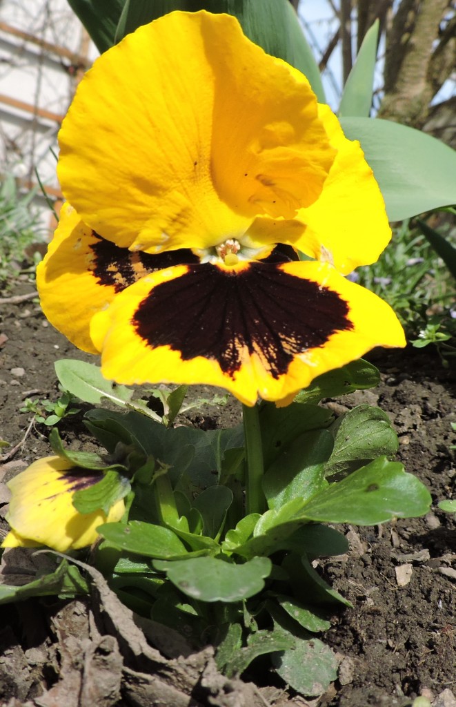 Frühlingsblumen7