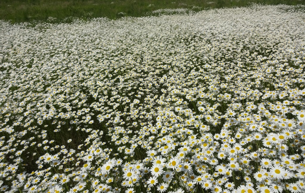 Margariten1