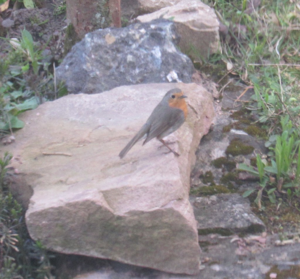 Rotkehlchen1