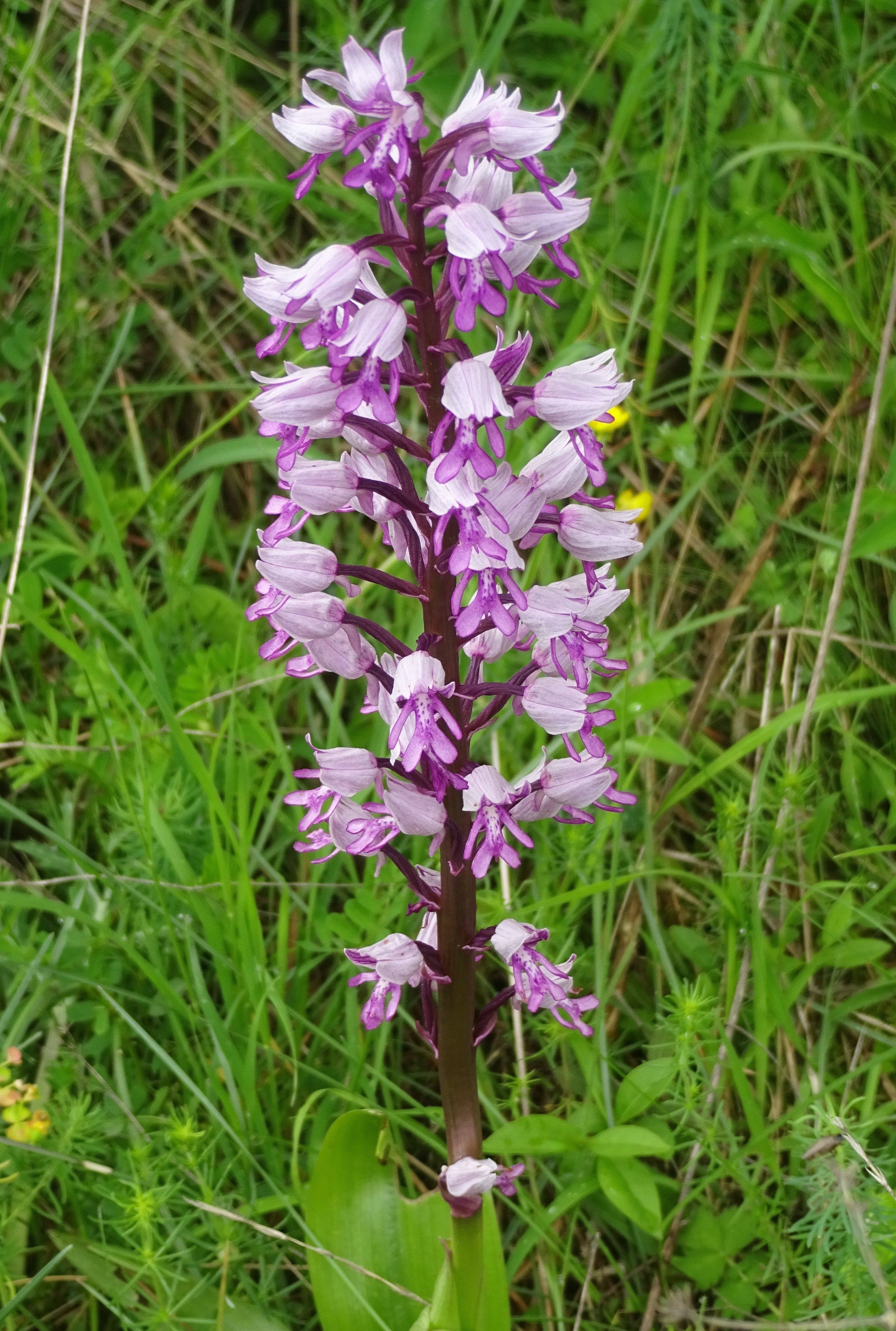 Wilde orchideen in deutschland