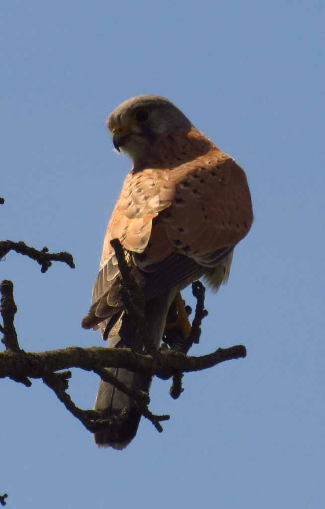 Turmfalke1