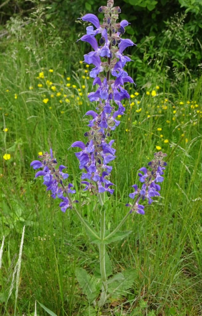 Wiesensalbei1