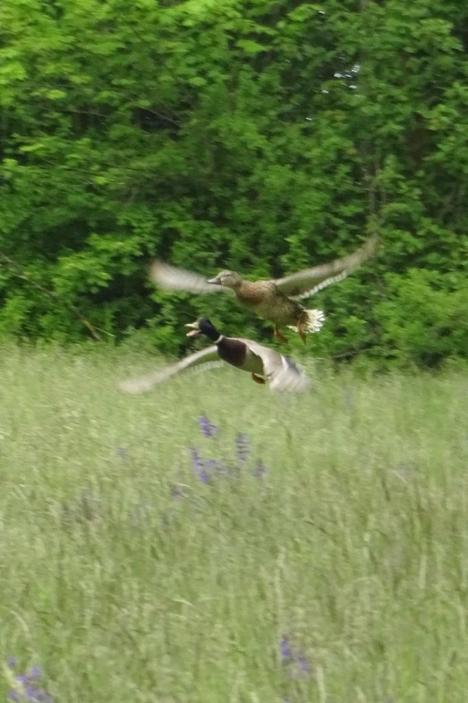 WiesensalbeiStockenten1