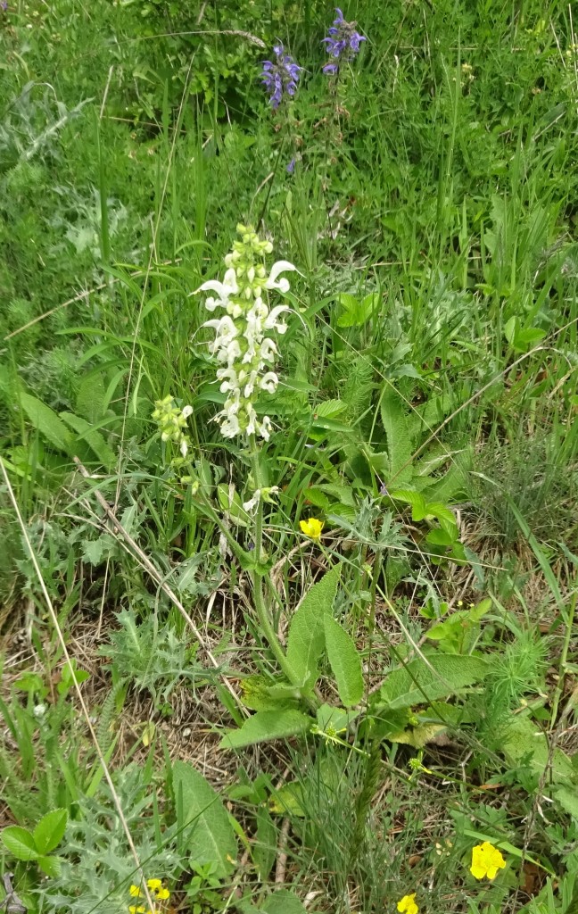 Wiesensalbeiweiß1