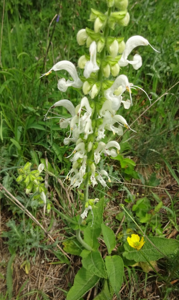 Wiesensalbeiweiß2