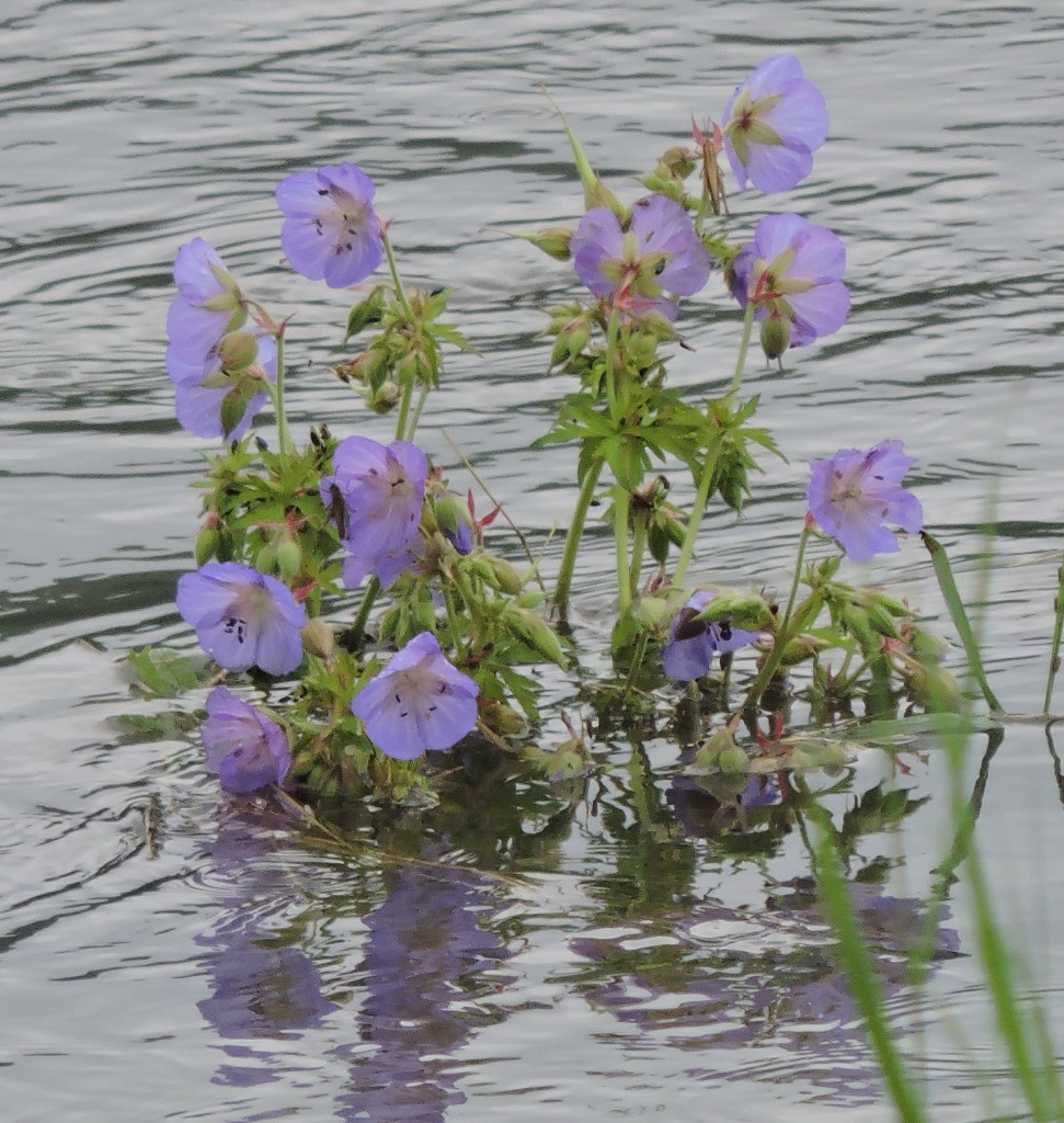 Hochwasser177