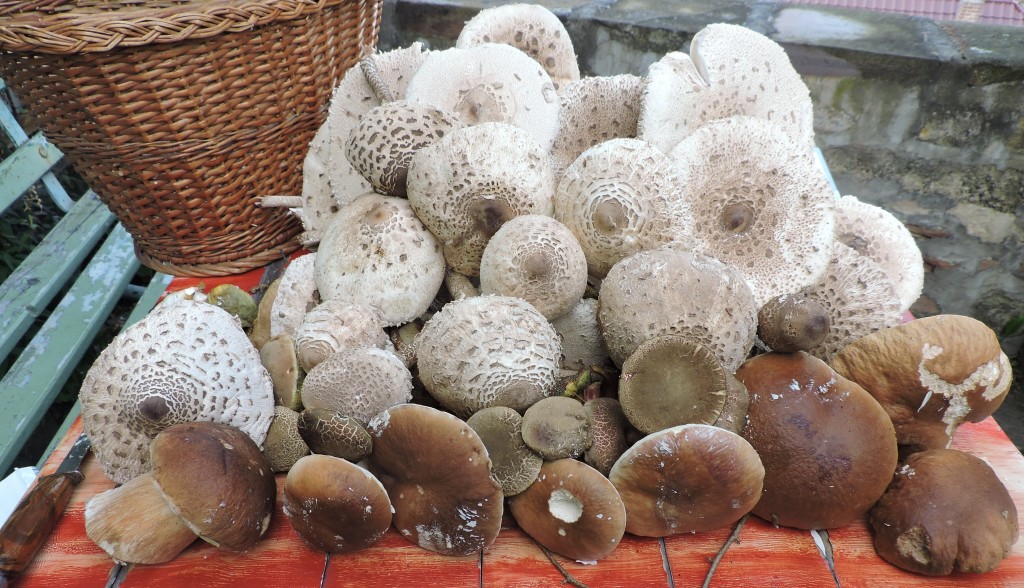 Pilze1