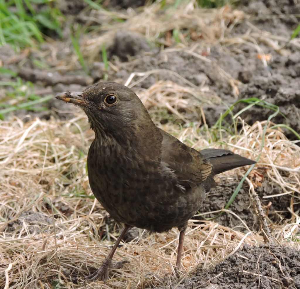 Amsel2