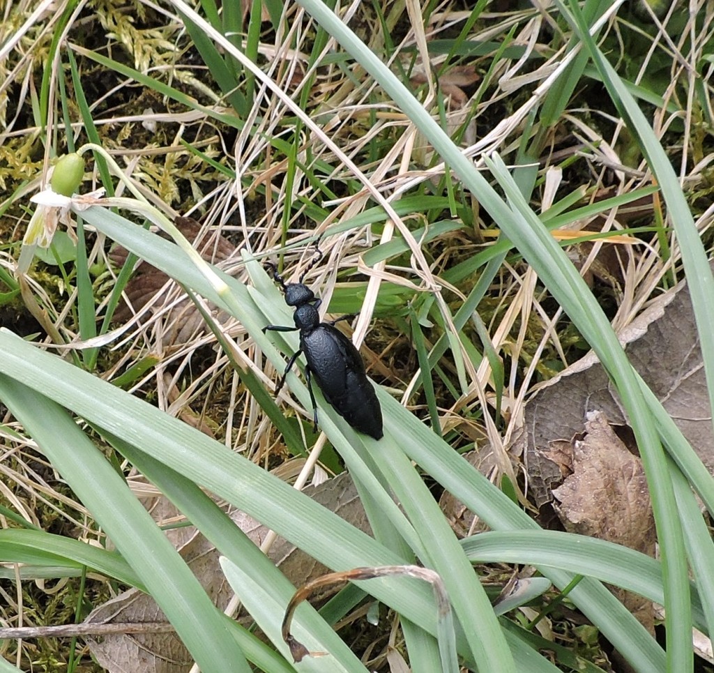 ÖlkäferzweitesMännchen1