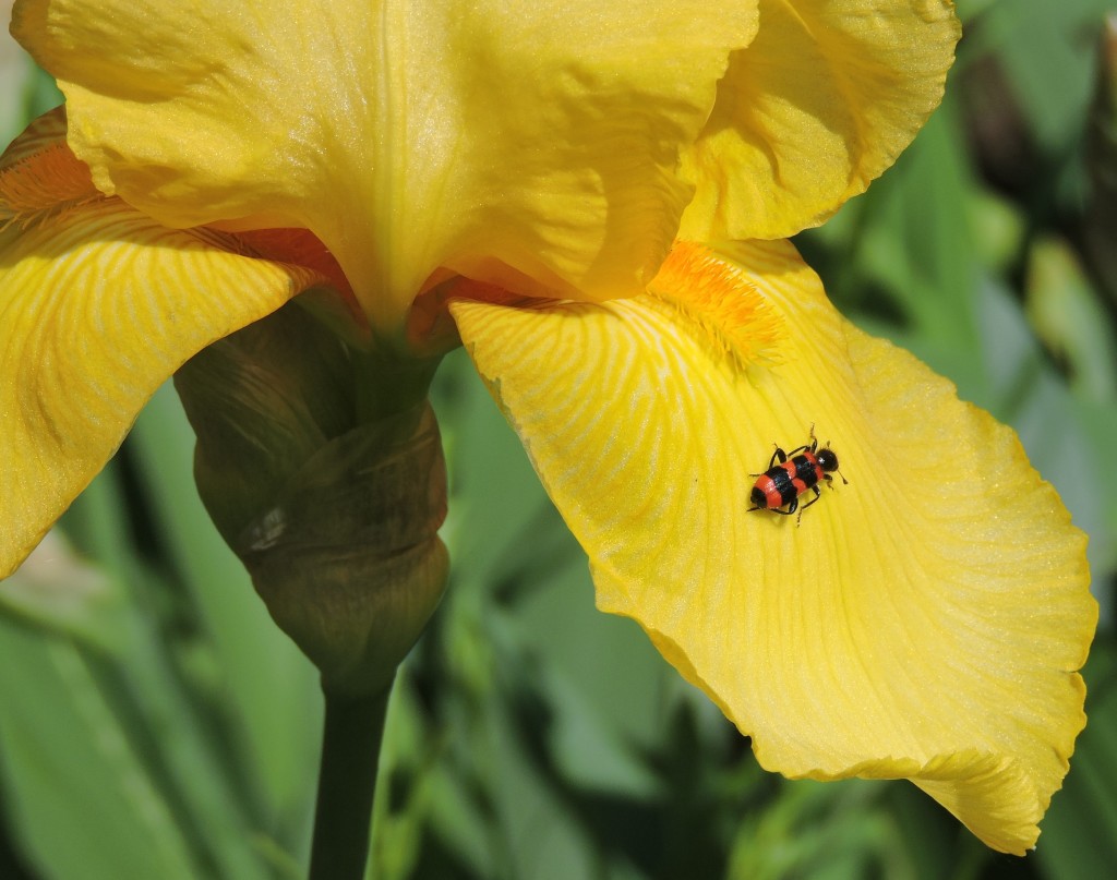 Bienenkäfer1