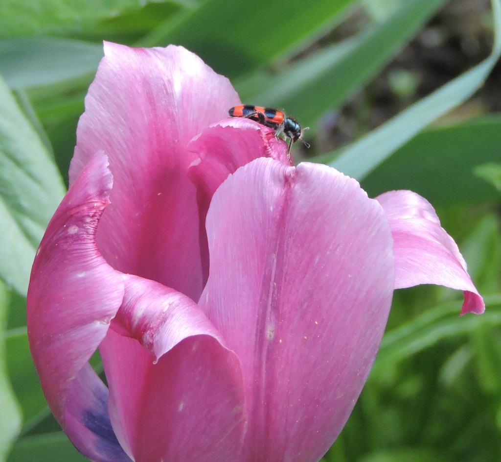 Bienenkäfer2