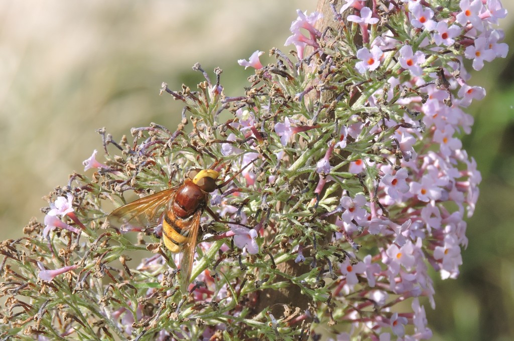 Hornissenschwebfliege1