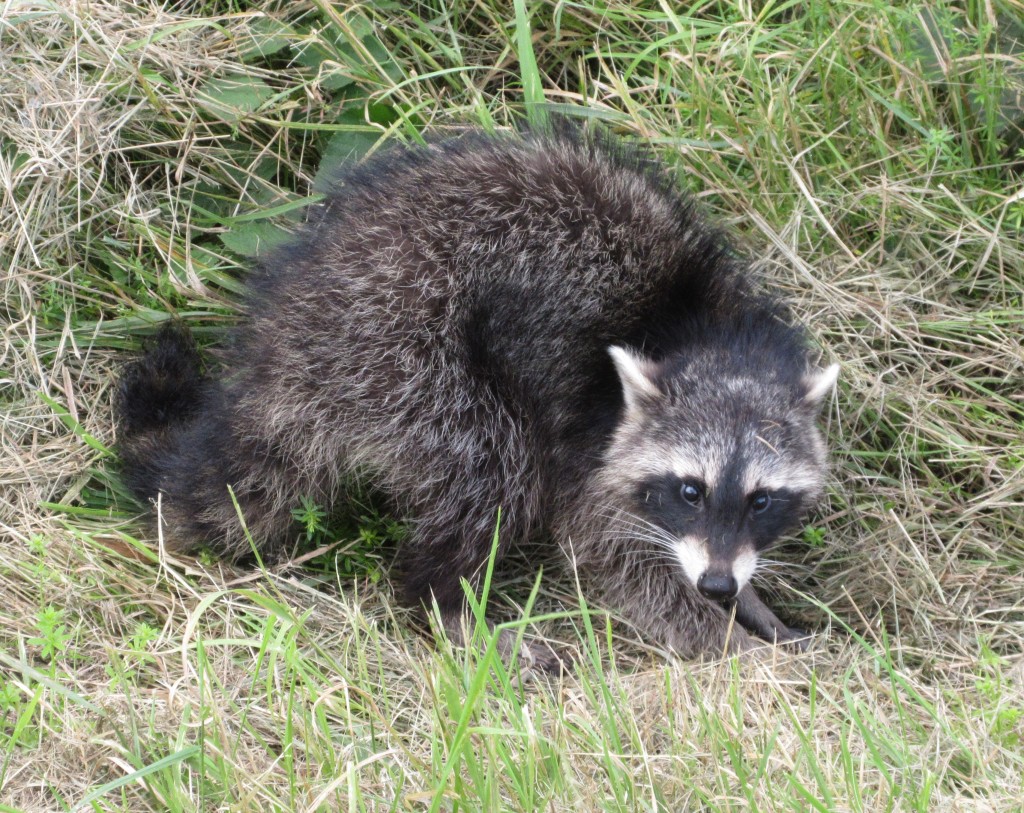 Waschbär