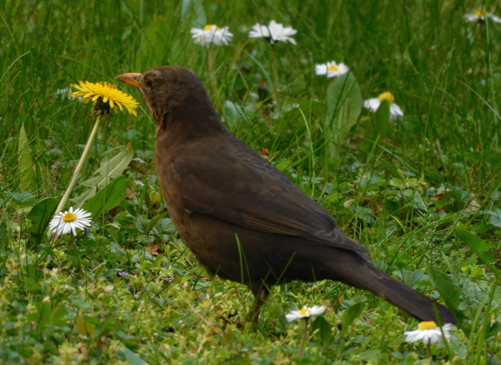 Amsel3