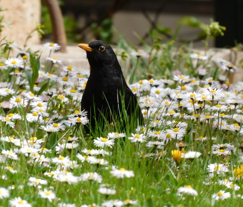 Amsel4