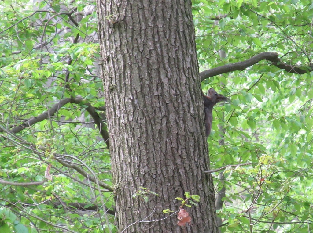 Eichhörnchen1