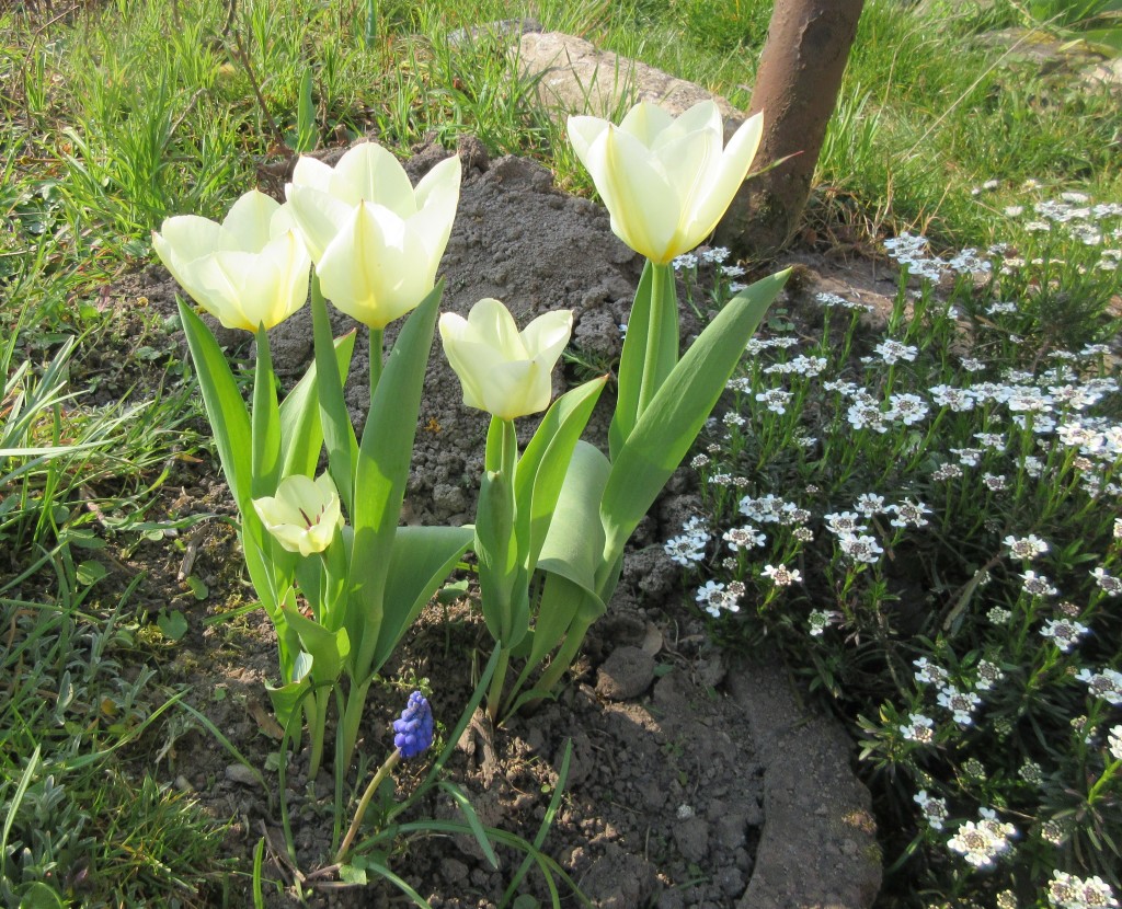 Tulpen1