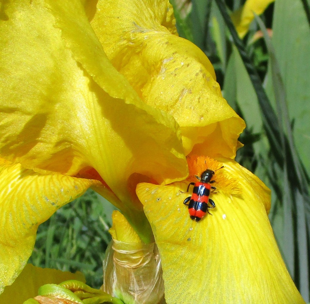 Bienenkäfer1