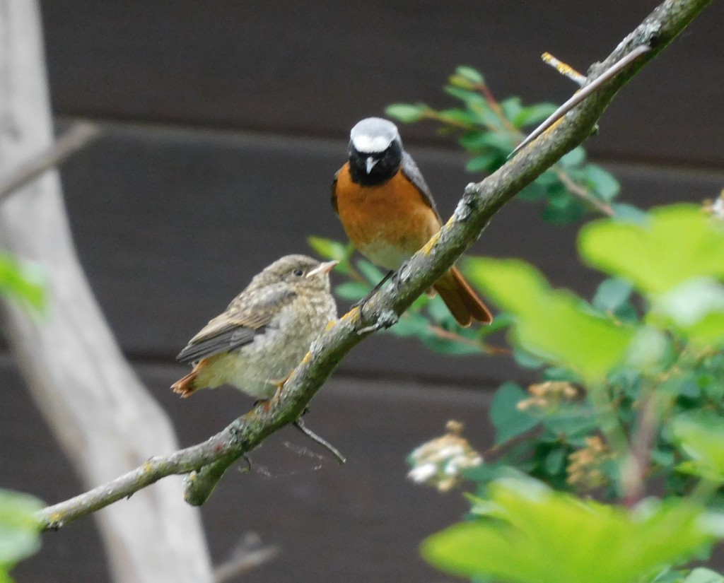 GartenrotschwanzJunges1