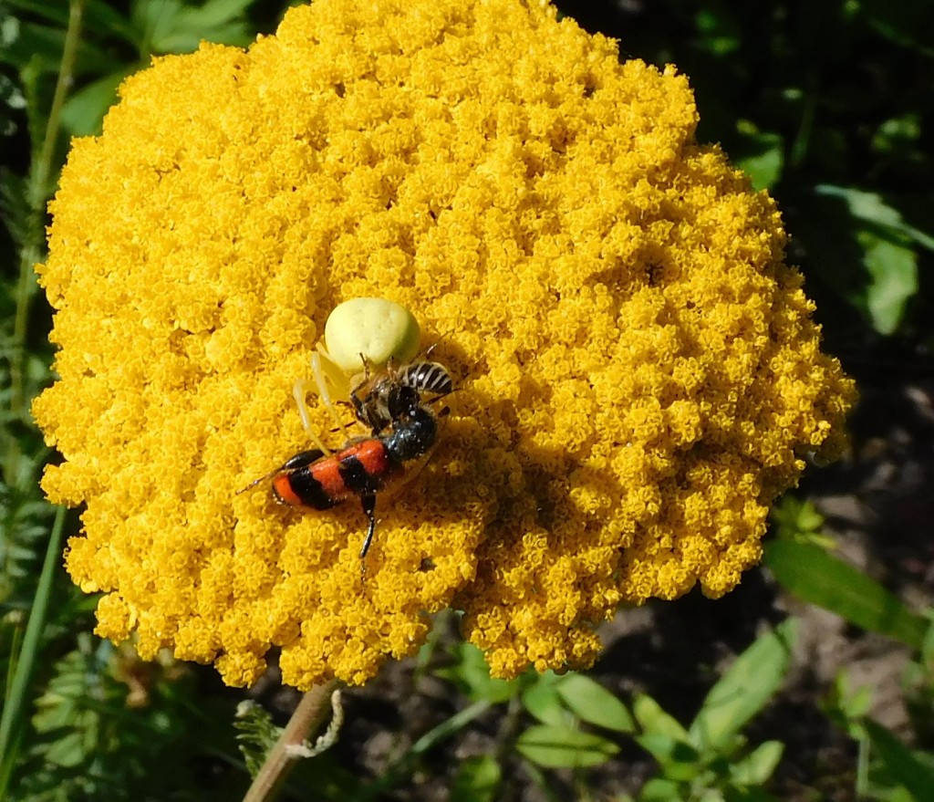 BienenkäferKrabbenspinne1