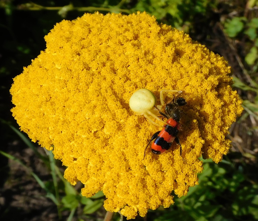 BienenkäferKrabbenspinne3