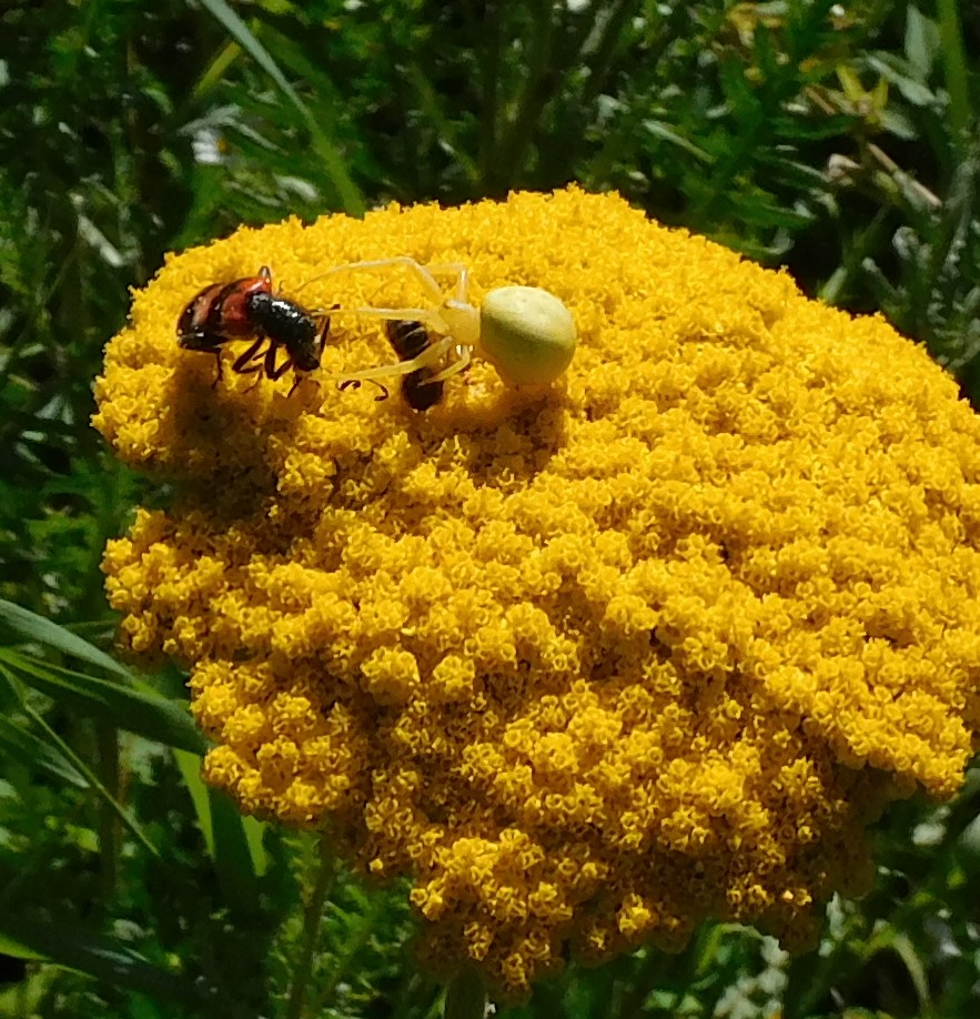 BienenkäferKrabbenspinne9