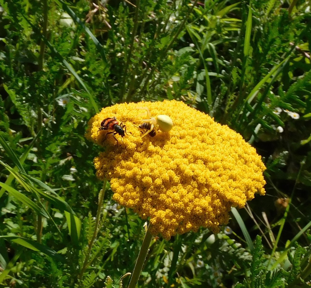 BienenkäferKrabbenspinne11